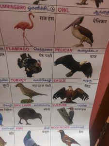 Birds Chart For Kids