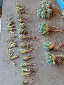 Mammaliya Cactus