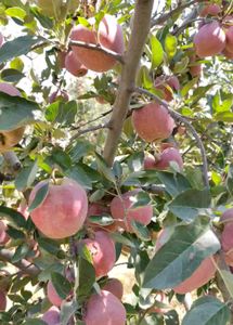 Hot Climate Apple Plant Anna, Hermann99, Golden 100℅ Gauranteed
