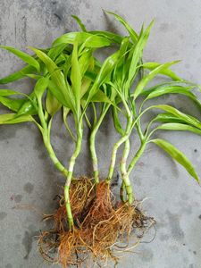 Six Lucky Bamboo Shoots