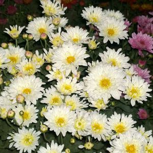 Colourful Chandramallika Live Plant...Pack Of 4