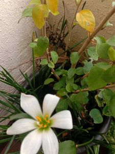 Plant Combo Of10