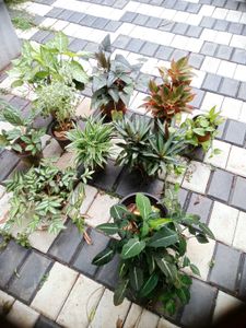 10 Live Root Plants