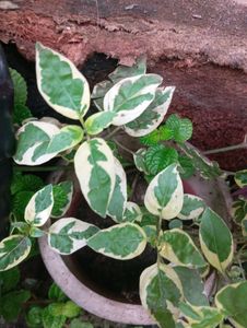 Variegated Mint Plant