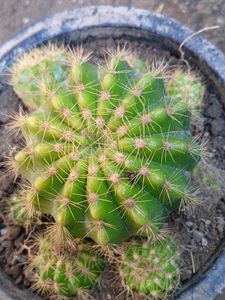 cactus plant