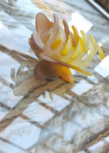 Beautiful Butterfly Clip  ! 🦋
