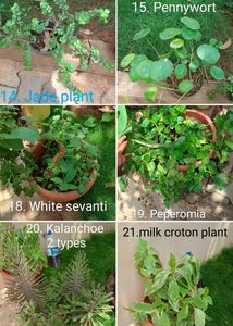 Plants