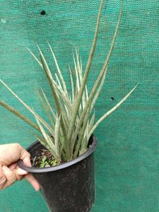 Sansevieria Plant