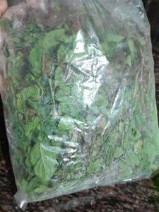 MINT LEAVES