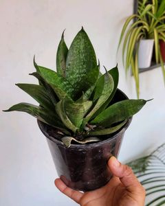 🪴 Snake Plant &amp; pot 🌴