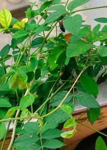 Aparajita Purple Flower Plant