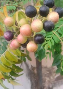 Curry Leaves (Meetha Neem) Seeds