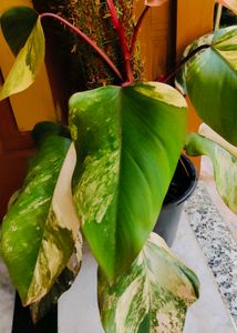 Variegated Philodendron strawberry shake Plant