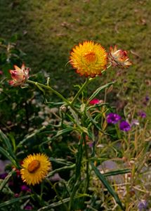 Strawflowers Seeds