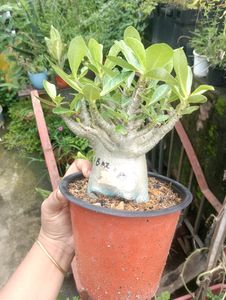 Adenium Arabicum Live Plant (Ggk+Baz)