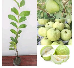 Guava Plant 🌱