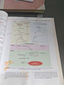 Medical Physiology - 6th Edition