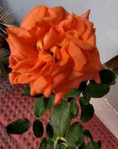 Set 2 Beautiful Gulab &amp; से Sewanti Plants