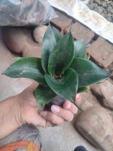 sanseverias combo
