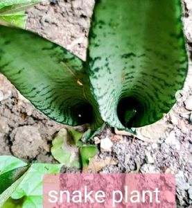 Indoor Plant In Comb
