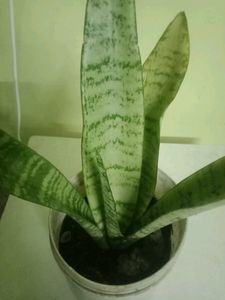 Snake Plant