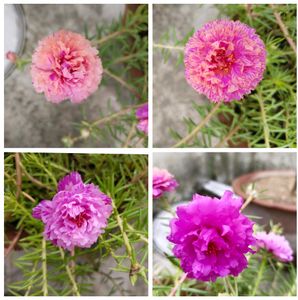 Flower Plant Cutting Four Colours 4 Cutting For Each Total 16 Cutting