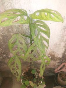 Live Monestra Albo  Broken Heart Plant With Root