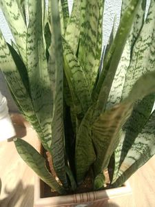 Plant Combo