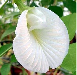Aprajita White Flower Seed 15pc.