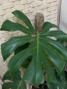 1 Monstera Deliciosa Plant Cuttings