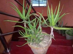 Aloe Vera (Aloe Barbadensis Miller)