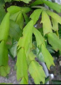 flowering plants combo