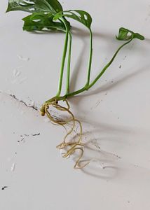 Monstera Adansonii Cutting (water propagated)