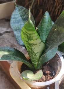 Snake Plant