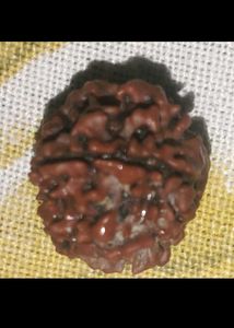 combo of 6 and 9 mukhi rudrakshas