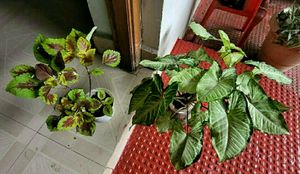 Set 2 Arrowhead &amp; Colues Plant&#39;s