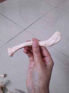 Bones Set-1 For Medical Students!! (Thorax)
