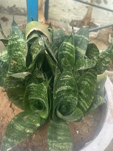2 Jade Plant 2 Spider Plant Money Plant Snake Plant Combo