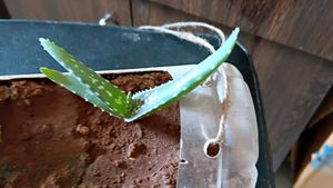 Baby Basket plant and Aloe vera pup
