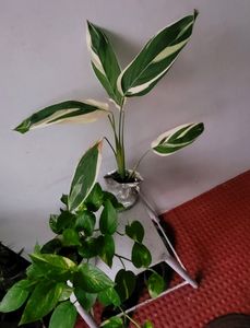Set 2 Evergreen Money &amp; NeverNever Plants &amp; pot