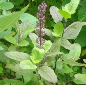 Combo of two Plant (Tulsi)And(Alovera) In One Pack