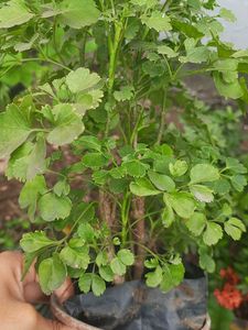 Plant