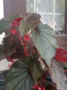 Red Begonia Cuttings
