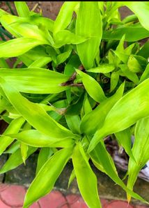 Combo Of 2 Lucky Bamboo Plant