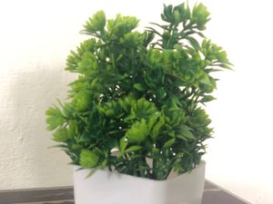 Green Tree Pot For Home Decoration ❤️