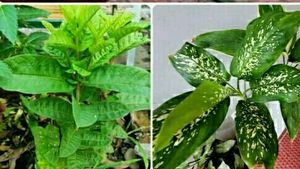 Pack 2 Kumuban Guava & syngonium Plants