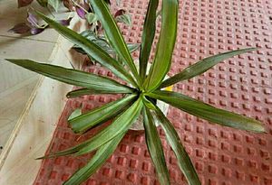 3 Set Beautiful Plants