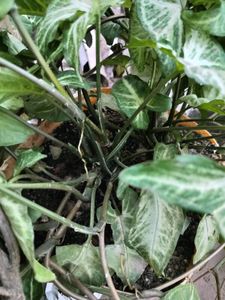 Syngonium Plant Cutting