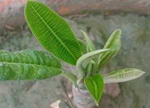 Plumeria/ Champa Plant
