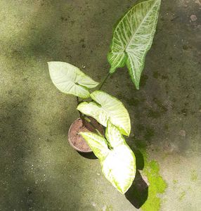 Arrowhead Plant